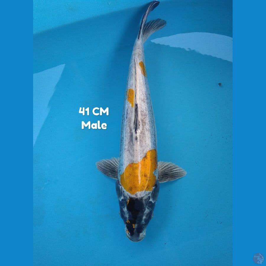 kiKo doitsu 41 cm ????