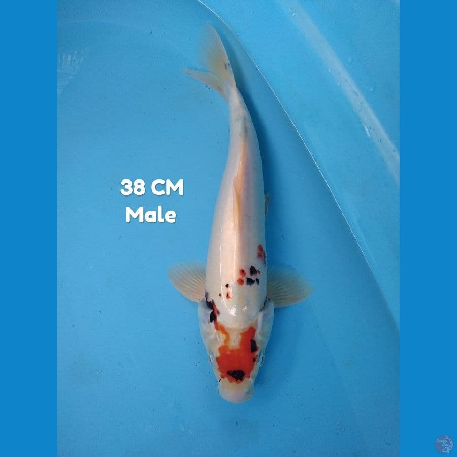 Thancho benikumon 38 cm jantan ori 