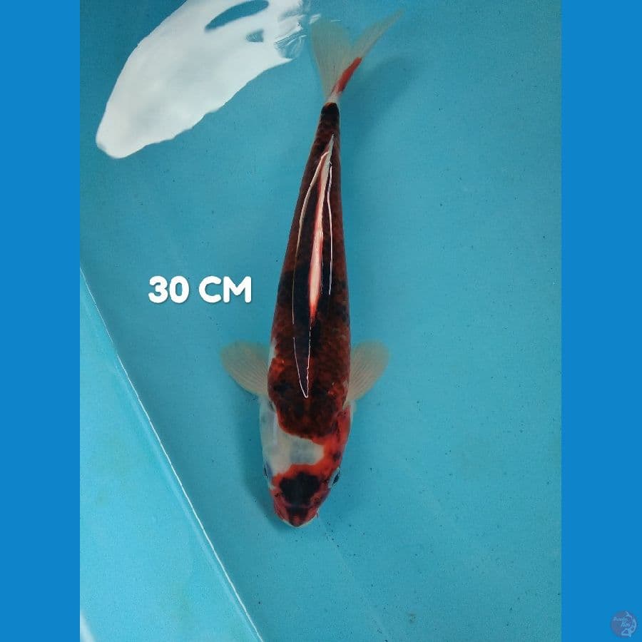 maruten goromo 30 cm ori