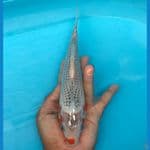 Asagi 26cm