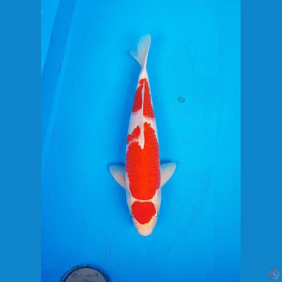 Maruten Kohaku 40cm HQ (M)