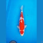 Maruten Kohaku 40cm HQ (M)