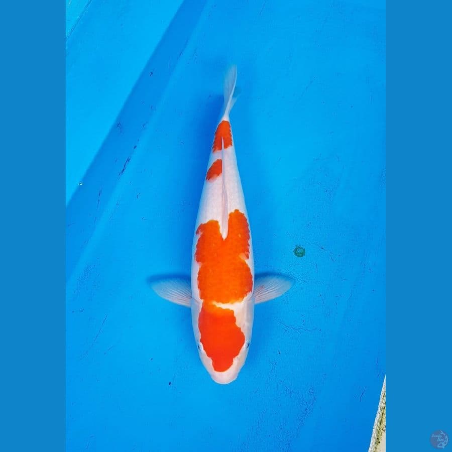 HQ Kohaku 39cm Body Joss Original