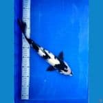 Shiro female 39cm