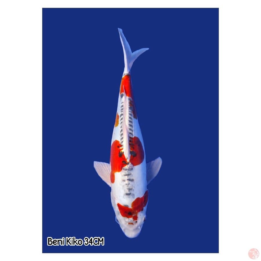 Beni Kiko 34CM