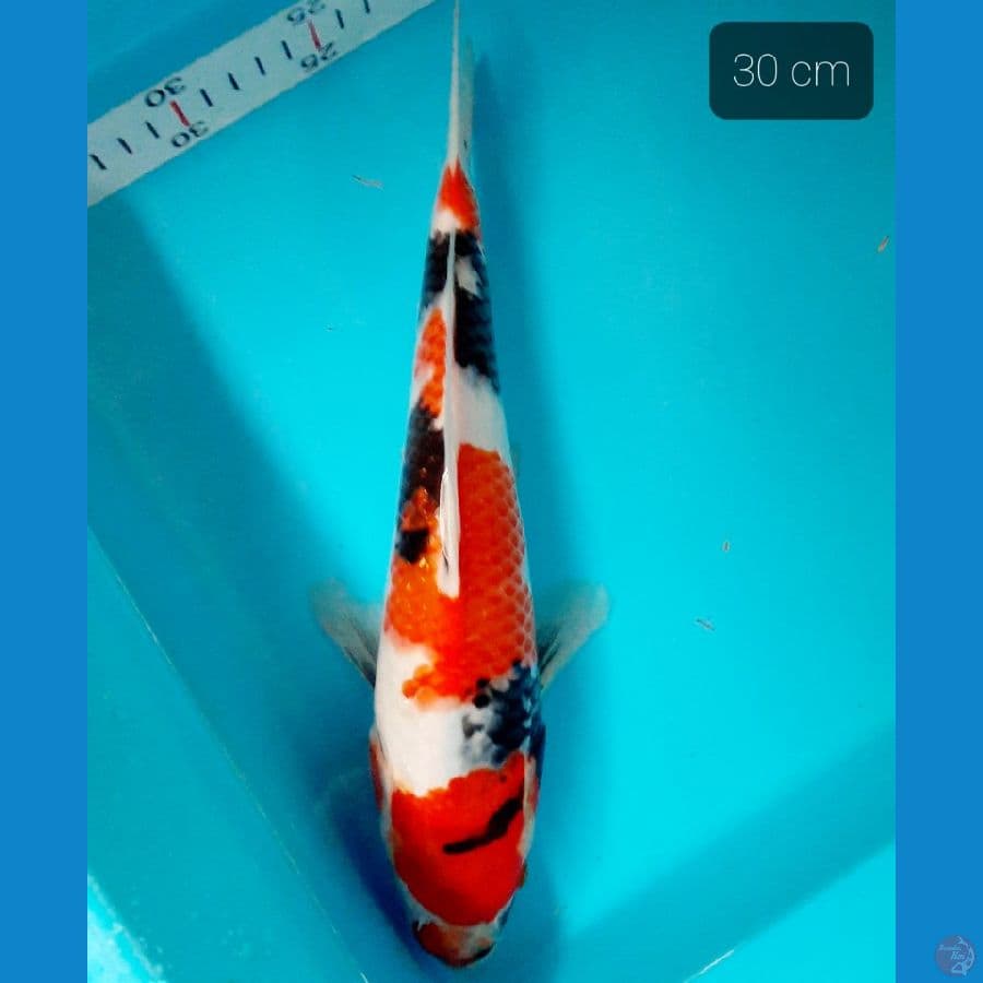 showa 30 cm