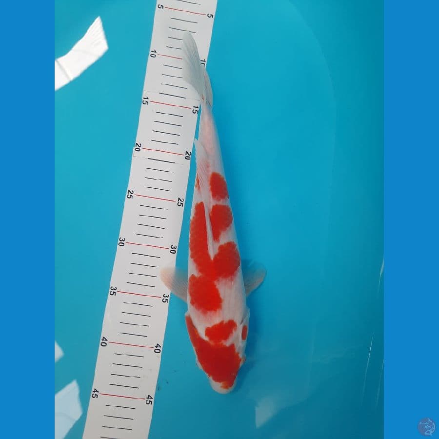 Kohaku Dainichi Munuk Onta