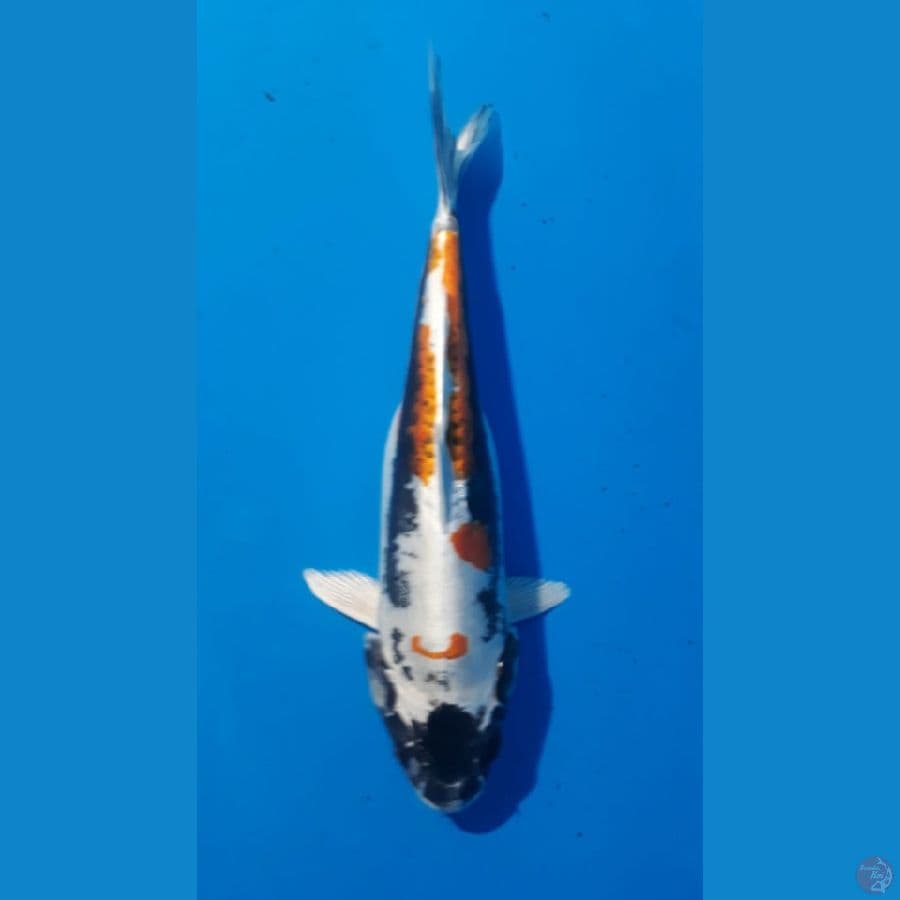 kiko 30cm