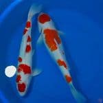 KOHAKU MARUTEN SEPASANG ORYGINAL 41_45CM 