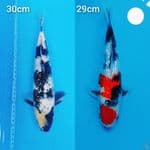 ALL GINDRIN SHOWA SHIRO 29/30cm 