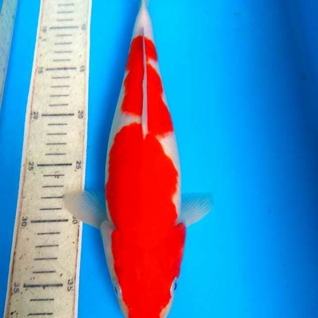 Kohaku 34cm