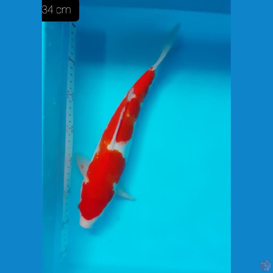 *KOHAKU 34CM//ML*