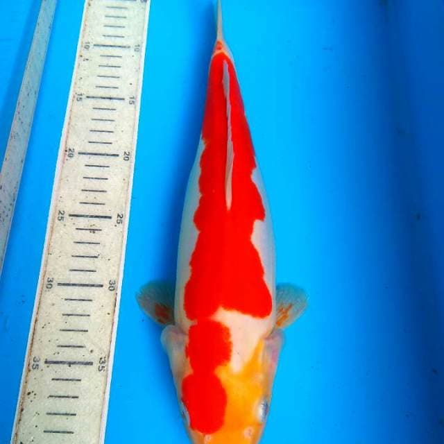 Kohaku doit 36cm
