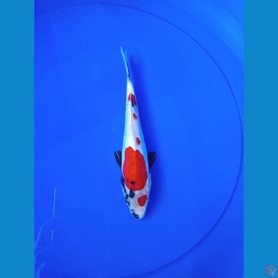RED01-SHOWA DOITSU 25cm