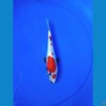 RED01-SHOWA DOITSU 25cm