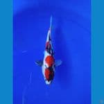 RED02-SHOWA DOITSU 22cm
