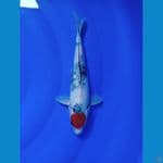 Tancho showa Sz 27cm