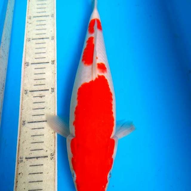 Kohaku 37cm