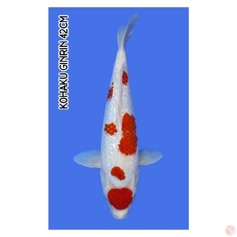 Kohaku Ginrin 42CM