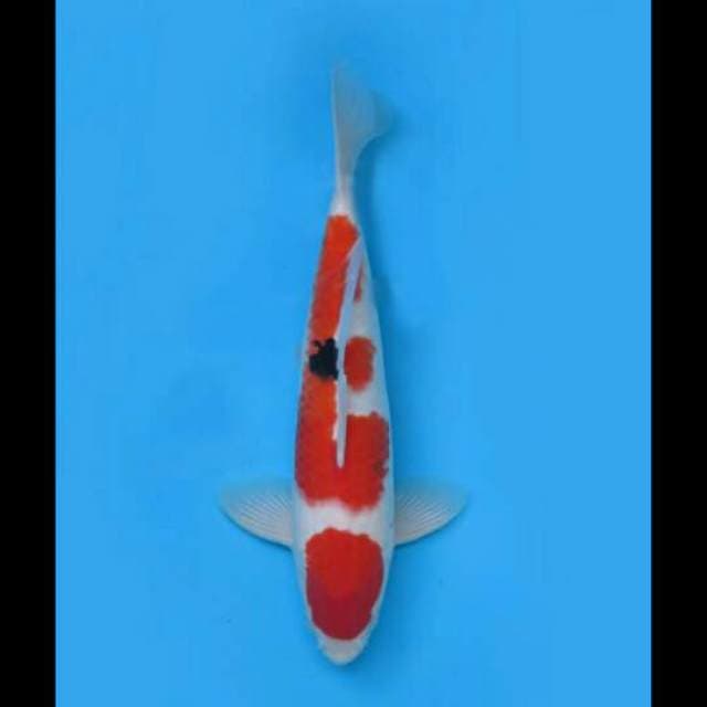 37cm Male Tosai - F1 Taisho Sanke Original