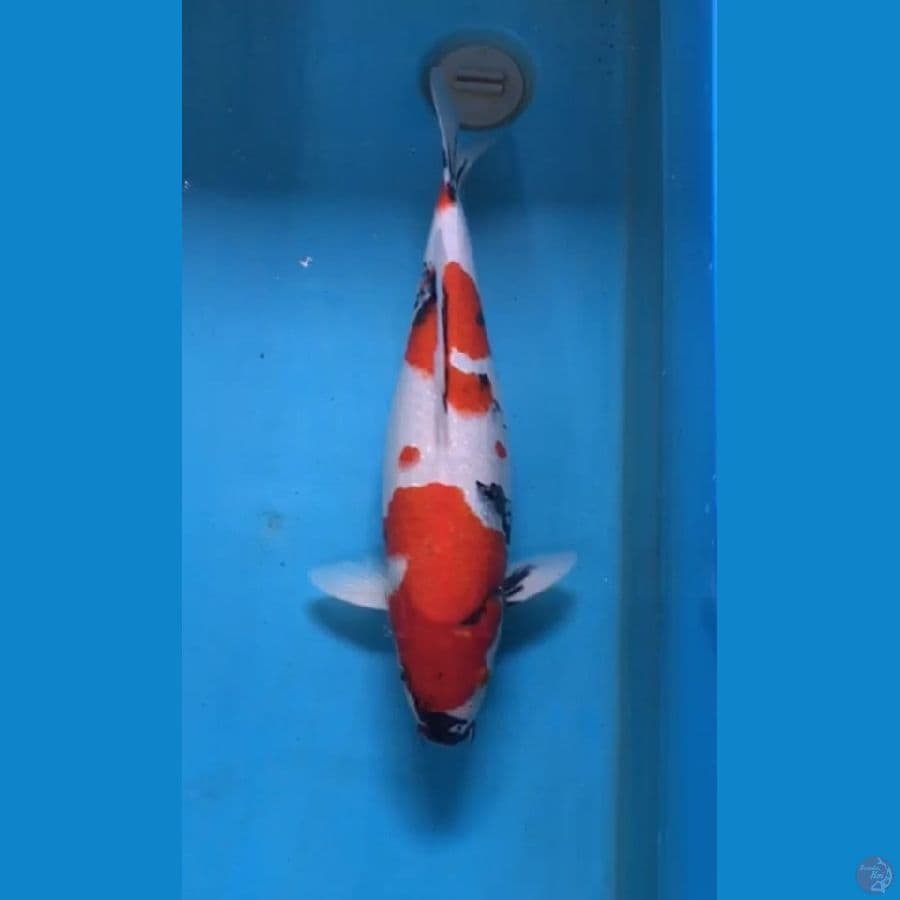 Kinde Showa 48cm 