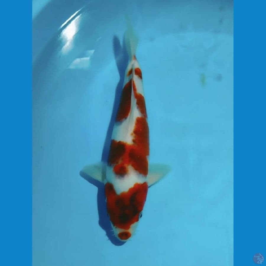 Koromo 33cm