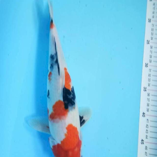 Showa 34 cm