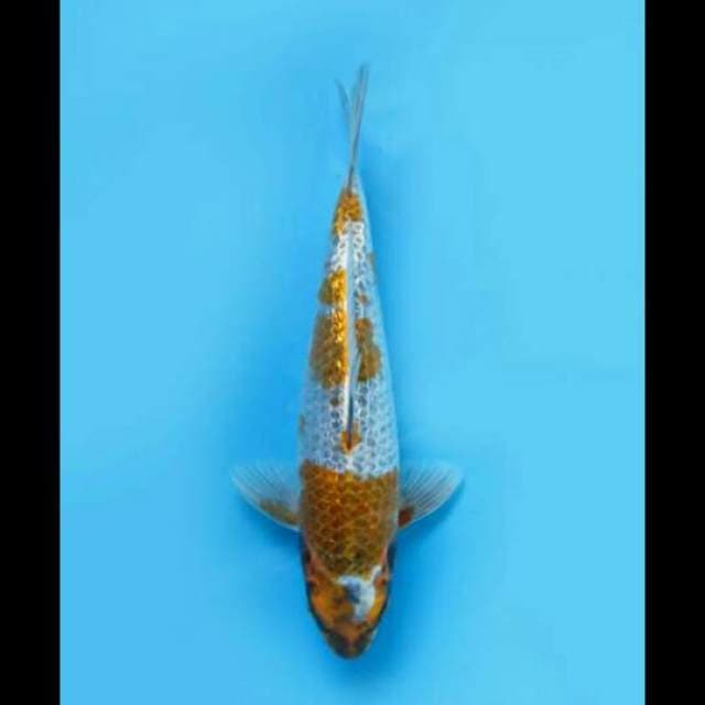 28cm Male Tosai - Ochiba Full Ginrin