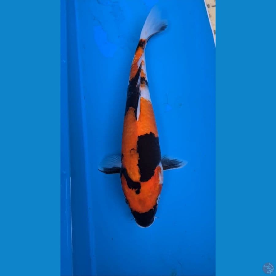 Showa 33cm Jantan