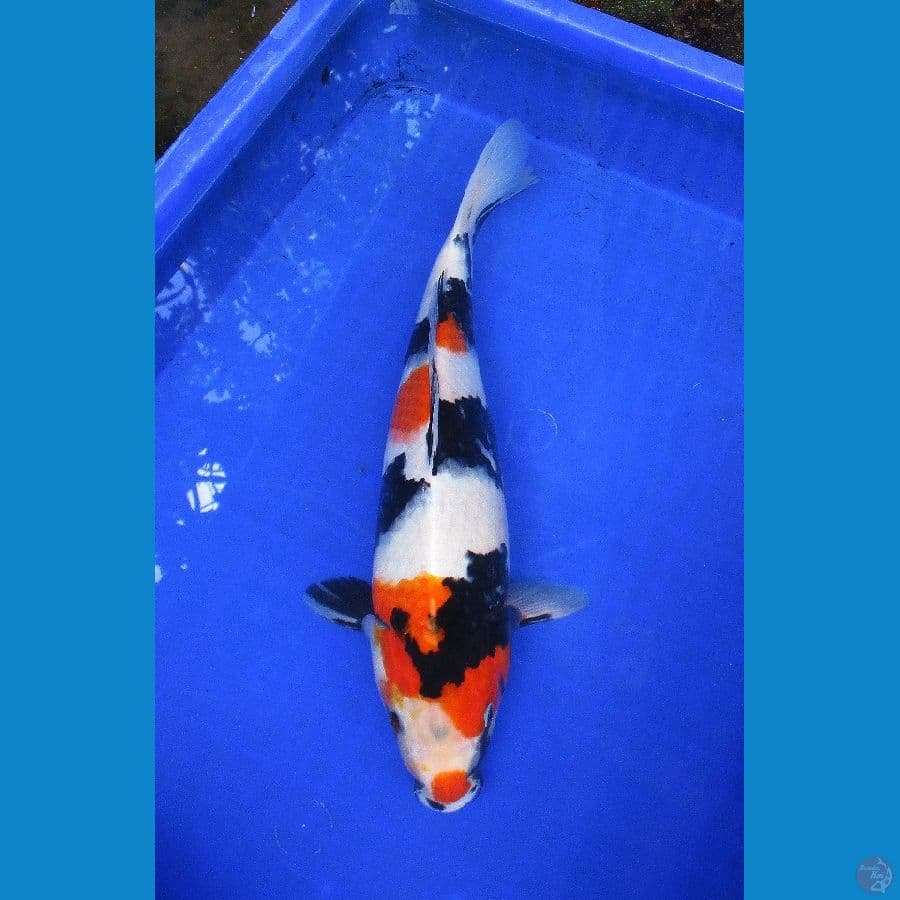 showa ±37cm
