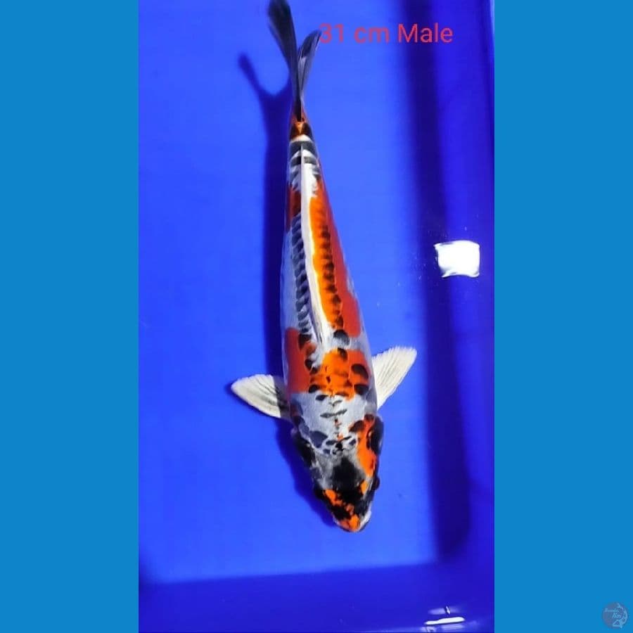 Kikokuryu 31cm