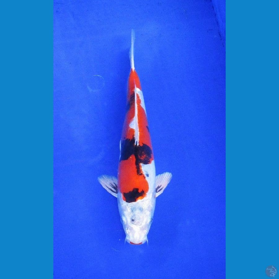 showa doitsu hikari ±28cm jantan