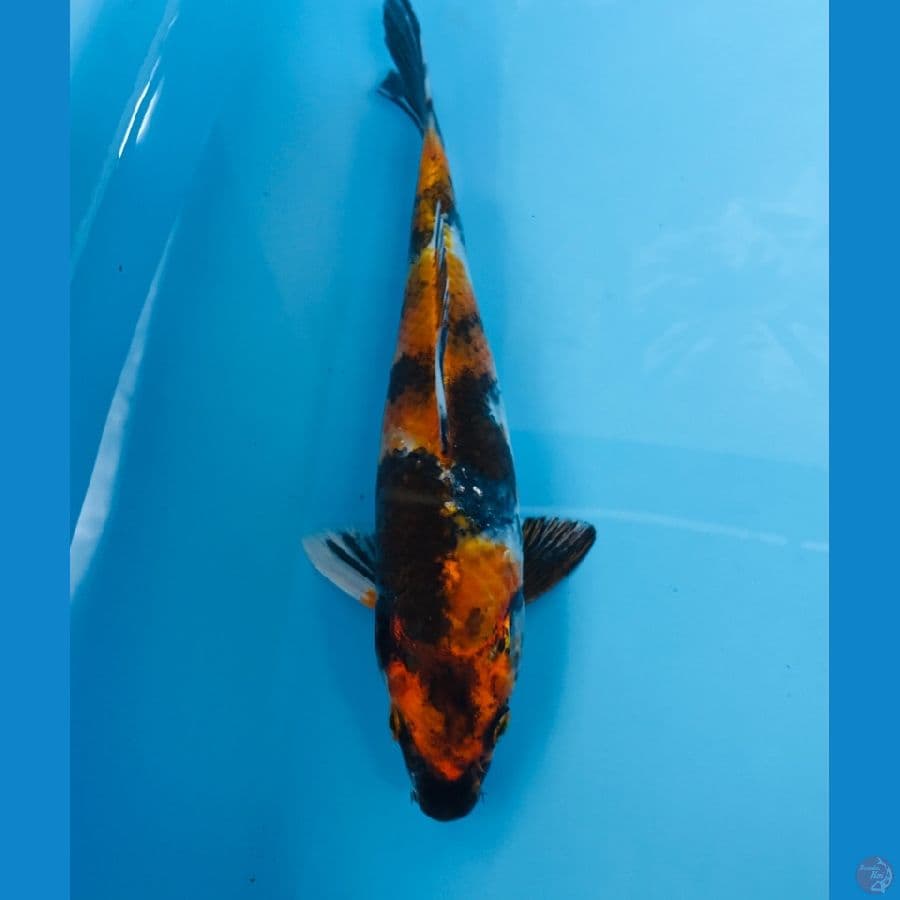 showa, 22 cm