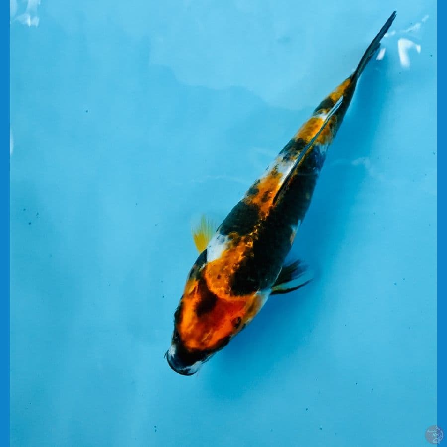 showa hikari, 22 cm
