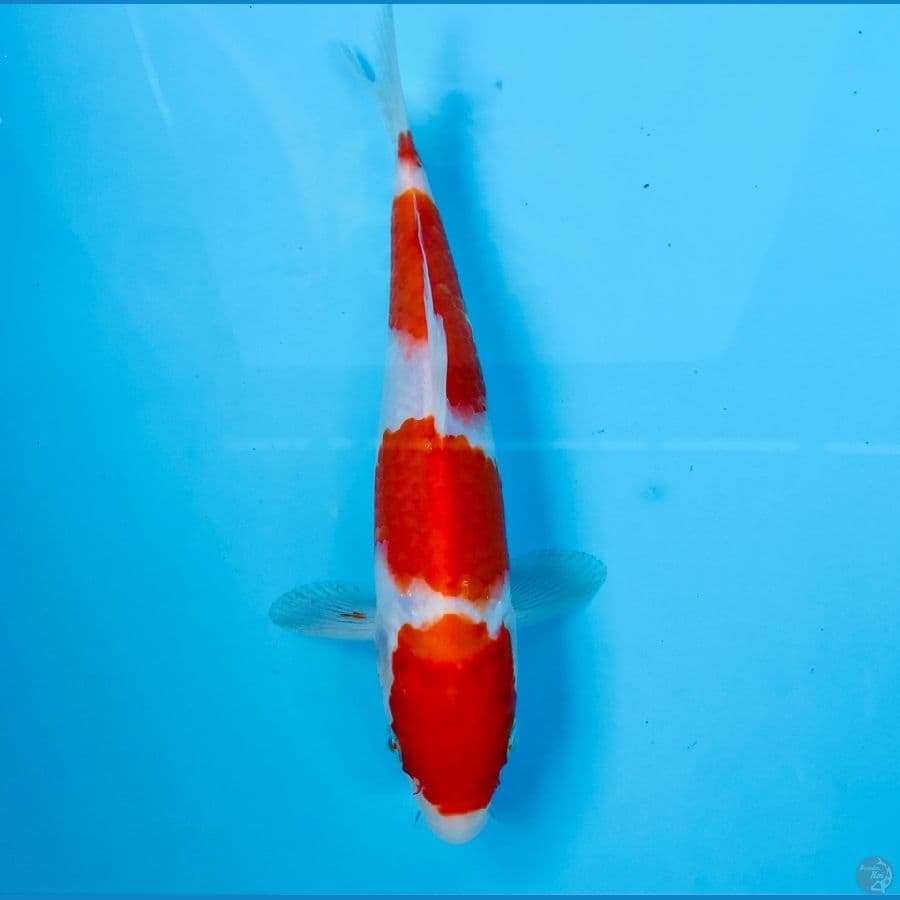 kohaku, 20 cm