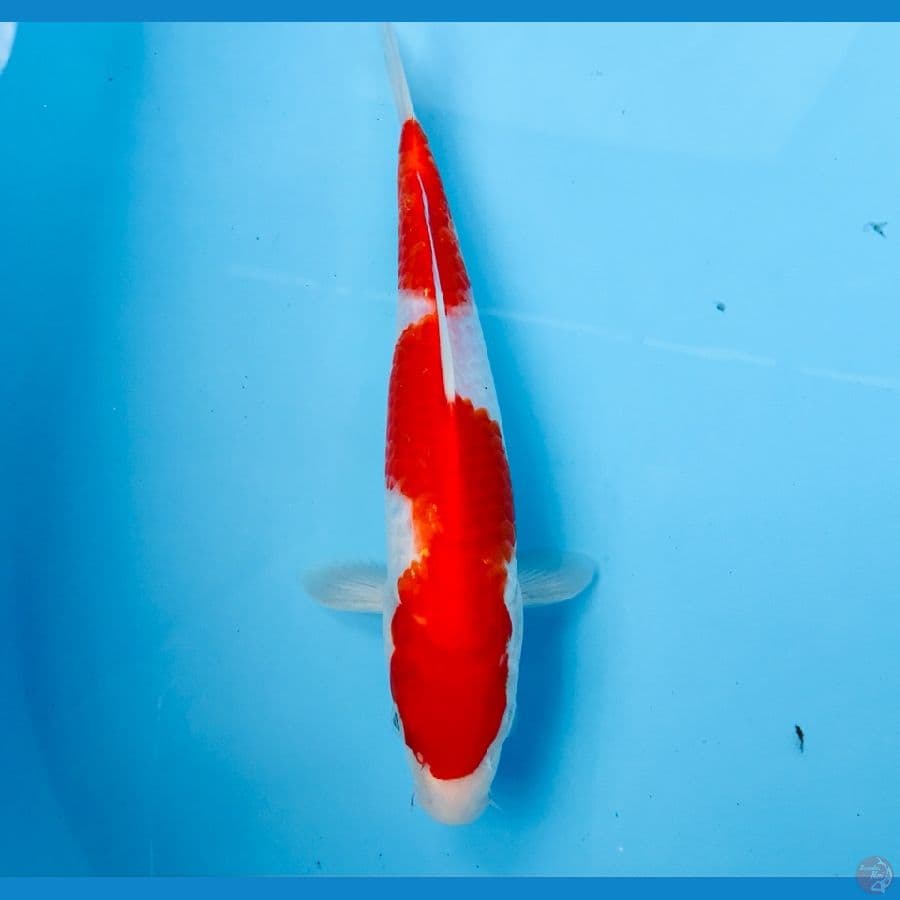 kohaku, 24 cm