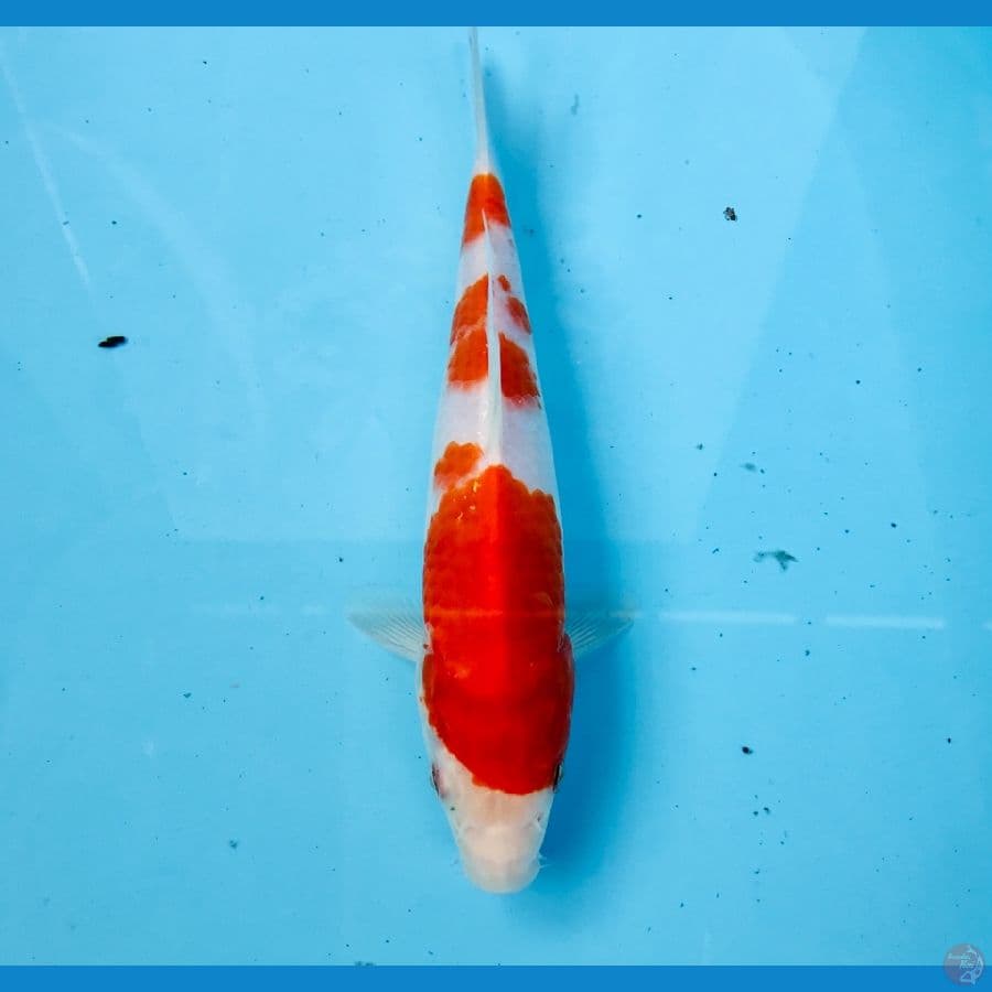kohaku, 20 cm