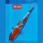 tategoi 34cm