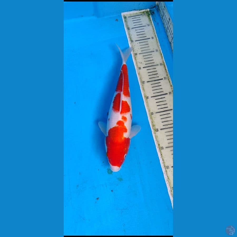 kohaku... 38cm