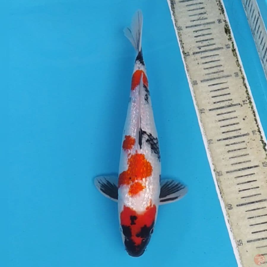 Kindai Showa Ginrin ~36