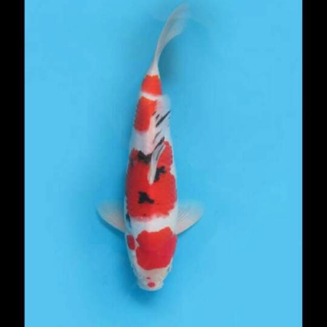 33cm Female Tosai - F1 Taisho Sanke Original