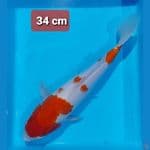 kohaku 34cm