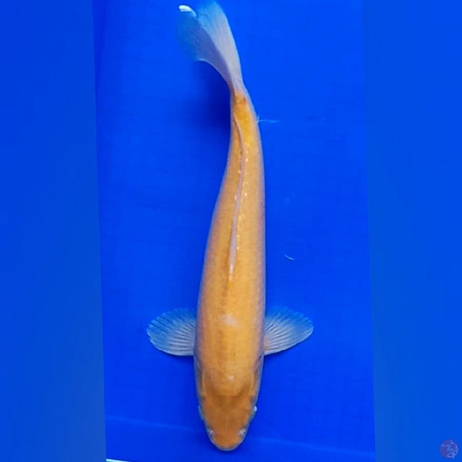 Karashi 39cm