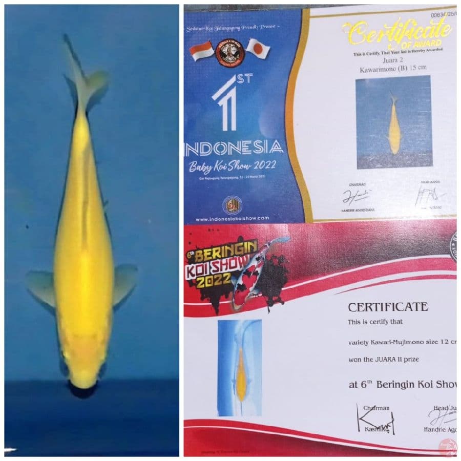 Show Quality Karasi
