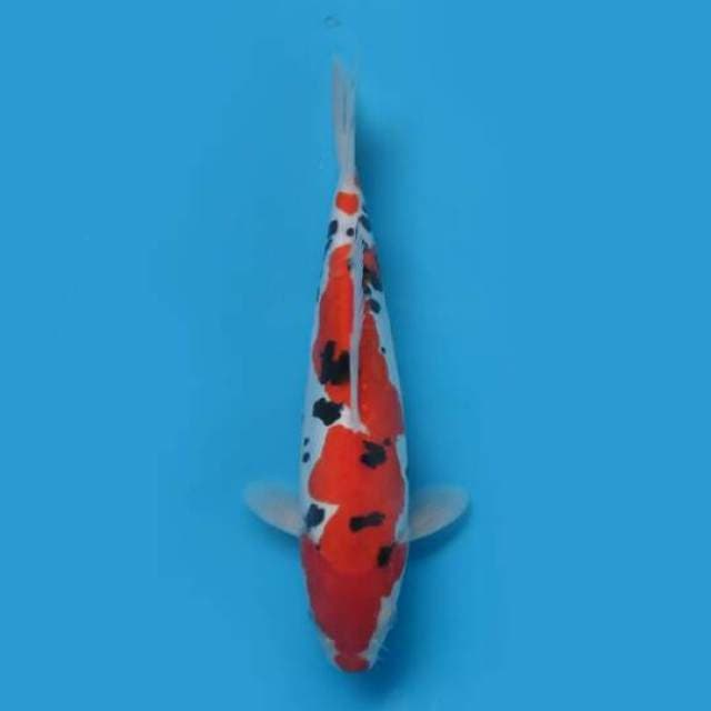 29cm Female Tosai - Sq Sanke Doitsu Murni Original 