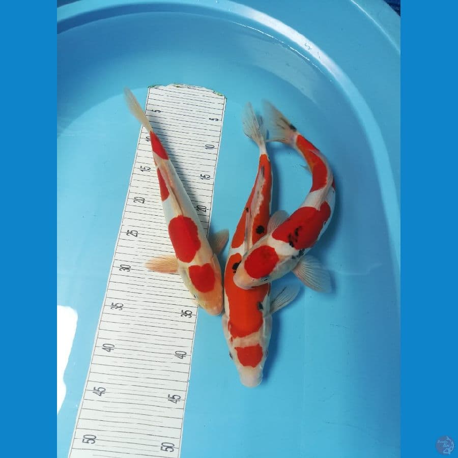 2 male dan 1 female