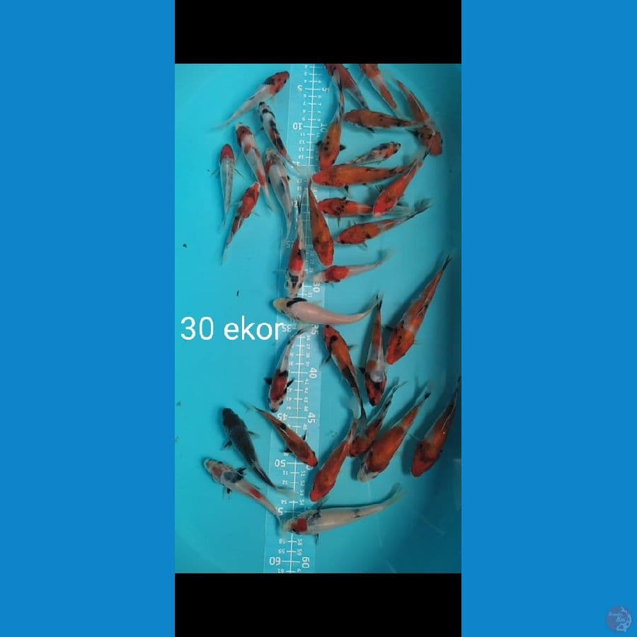 Showa Mix 100ekor