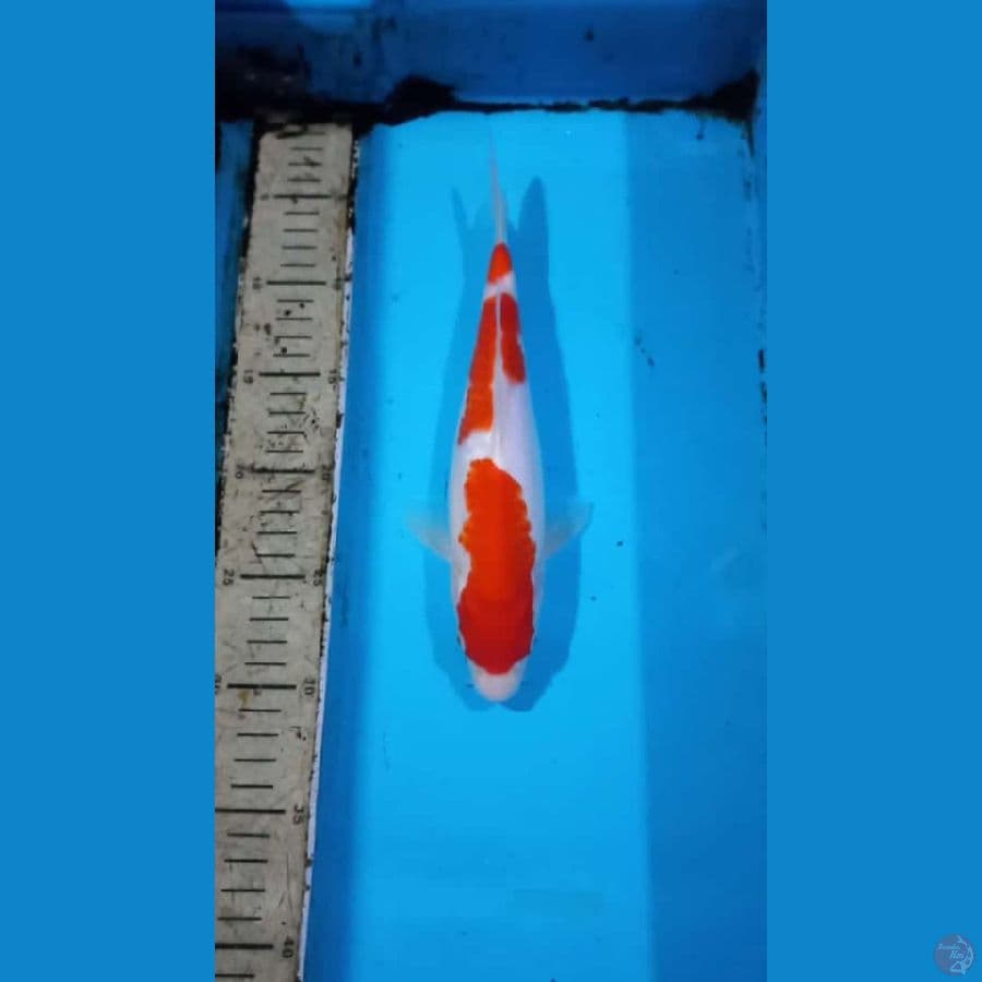 Kohaku 27cm male