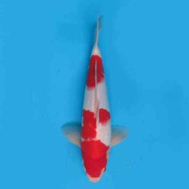 34cm Male Tosai - F1 Red Kohaku Original 