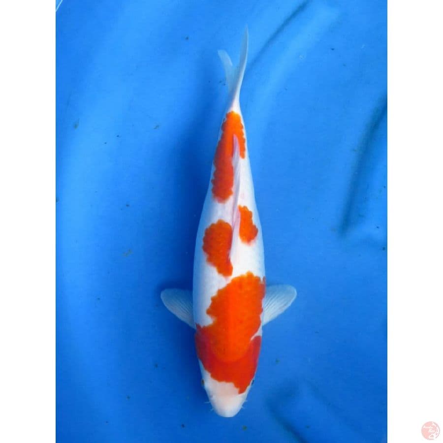 Sandan Kohaku Ori 